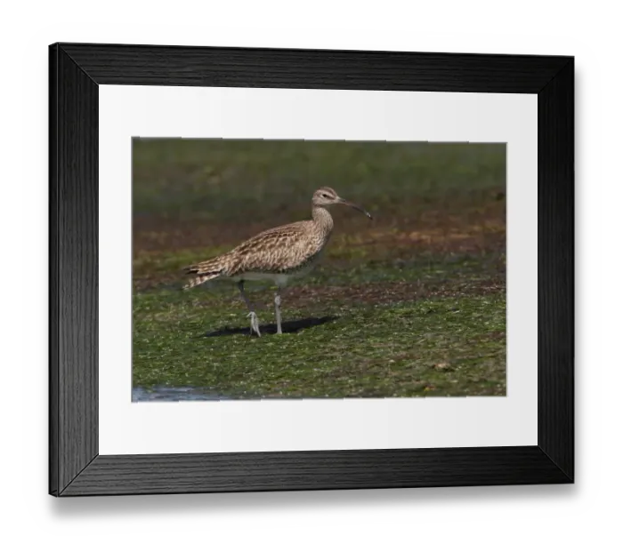 Framed Print : Whimbrel (Numenius phaeopus) adult, walking on intertidal flats, Ria Formosa N. P. Algarve, Portugal, april Framed Print : Whimbrel (Numenius phaeopus) adult, walking on intertidal flats, Ria Formosa N. P. Algarve, Portugal, april