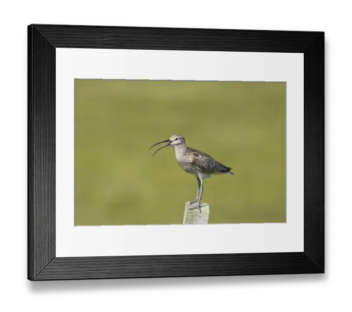 Framed Print : Whimbrel (Numenius phaeopus) adult, calling, standing on post, Mainland, Shetland Islands, Scotland