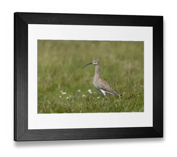 Framed Print : Whimbrel (Numenius phaeopus) adult, standing, Mainland, Shetland Islands, Scotland Framed Print : Whimbrel (Numenius phaeopus) adult, standing, Mainland, Shetland Islands, Scotland