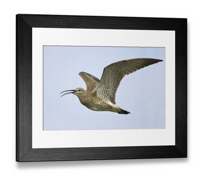 Framed Print : Whimbrel (Numenius phaeopus) adult, calling in flight, Mainland, Shetland Islands, Scotland Framed Print : Whimbrel (Numenius phaeopus) adult, calling in flight, Mainland, Shetland Islands, Scotland