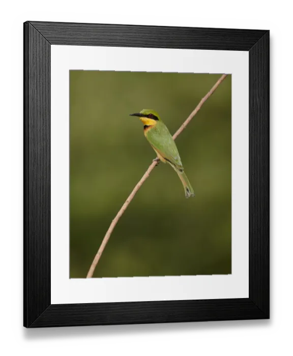 Framed Print : Little Bee-eater (Merops pusillus) adult, perched on twig, Niokolo-Koba, Senegal, january
