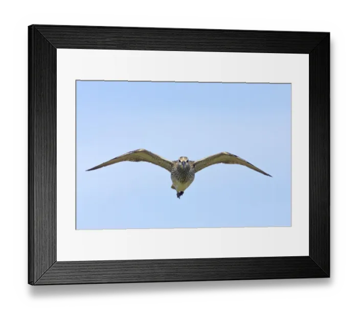 Framed Print : Whimbrel (Numenius phaeopus) adult, in flight, Mainland, Shetland Islands, Scotland Framed Print : Whimbrel (Numenius phaeopus) adult, in flight, Mainland, Shetland Islands, Scotland
