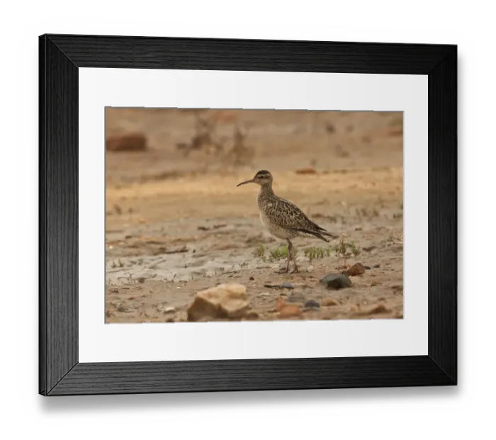 Framed Print : Little Whimbrel (Numenius minutus) adult, standing on mudflats, Beidaihe, Hebei, China, may Framed Print : Little Whimbrel (Numenius minutus) adult, standing on mudflats, Beidaihe, Hebei, China, may
