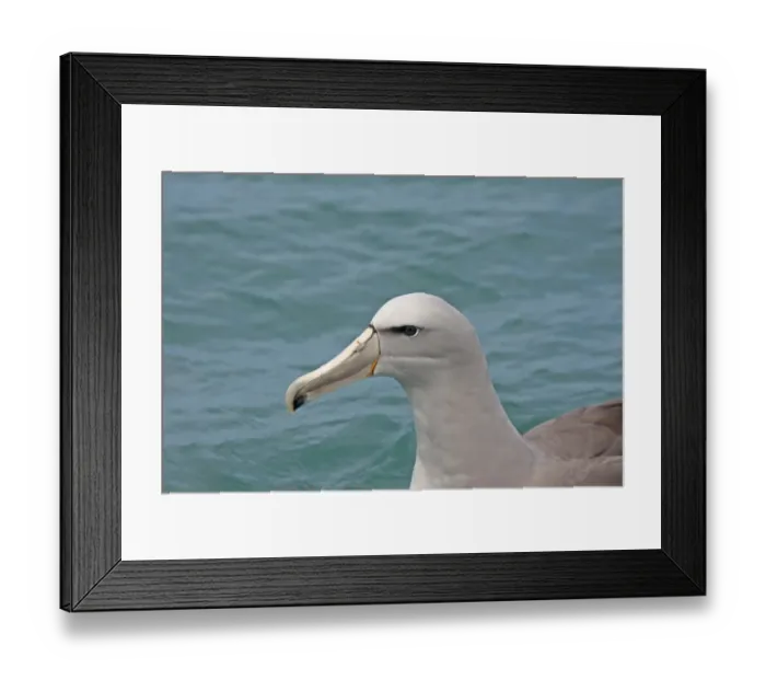 Framed Print : Salvin's Albatross (Thalassarche salvini) adult, close-up of head, swimming at sea, Kaikoura, South Island, New Zealand, november Framed Print : Salvin's Albatross (Thalassarche salvini) adult, close-up of head, swimming at sea, Kaikoura, South Island, New Zealand, november