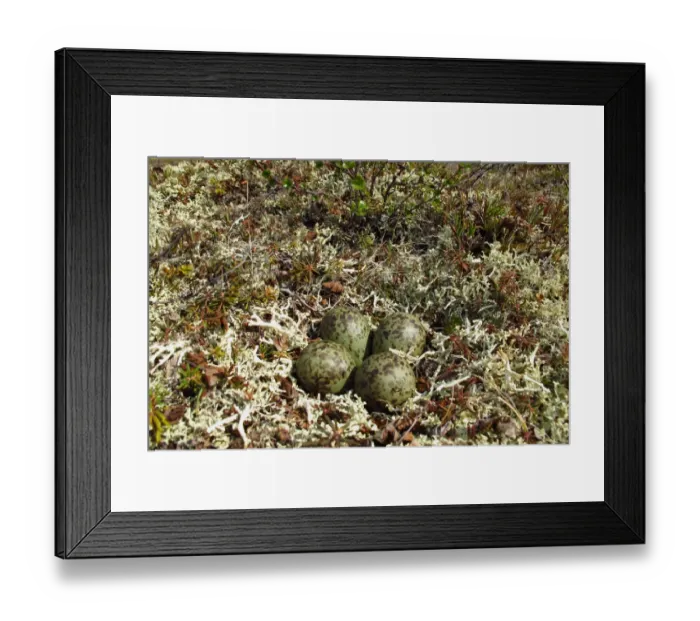 Framed Print : Whimbrel (Numenius phaeopus) four eggs in nest, Kanuti National Wildlife Refuge, Central Alaska, U. S. A. may Framed Print : Whimbrel (Numenius phaeopus) four eggs in nest, Kanuti National Wildlife Refuge, Central Alaska, U. S. A. may