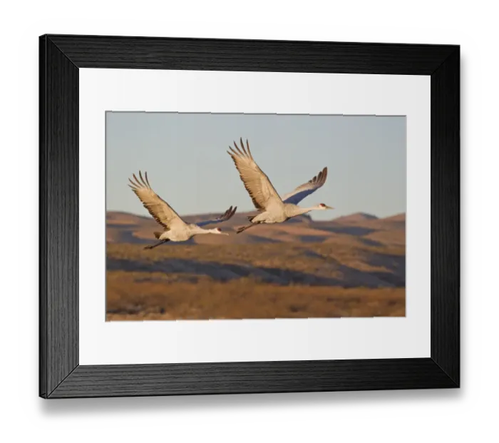 Framed Print : Sandhill Crane (Grus canadensis) adult pair, in flight over hills, Bosque del Apache National Wildlife Refuge, New Mexico, U. S. A. november Framed Print : Sandhill Crane (Grus canadensis) adult pair, in flight over hills, Bosque del Apache National Wildlife Refuge, New Mexico, U. S. A. november