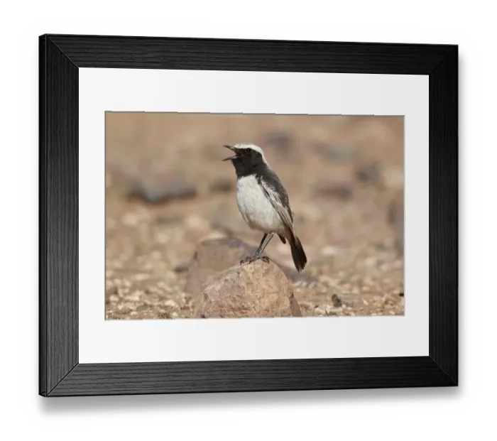 Framed Print : Red-rumped Wheatear (Oenanthe moesta) adult male, singing, standing on rock, Boulmane Dades, Morocco, february Framed Print : Red-rumped Wheatear (Oenanthe moesta) adult male, singing, standing on rock, Boulmane Dades, Morocco, february