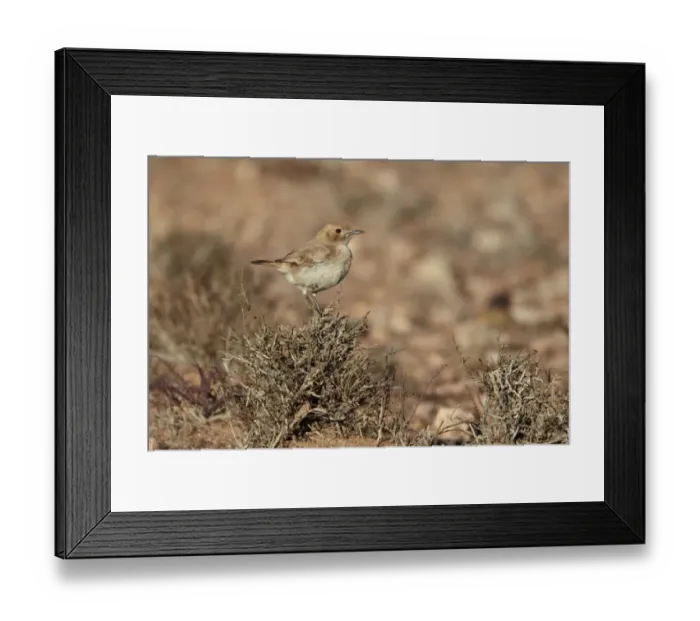 Framed Print : Red-rumped Wheatear (Oenanthe moesta) adult female, perched on bush, Boulmane Dades, Morocco, february Framed Print : Red-rumped Wheatear (Oenanthe moesta) adult female, perched on bush, Boulmane Dades, Morocco, february
