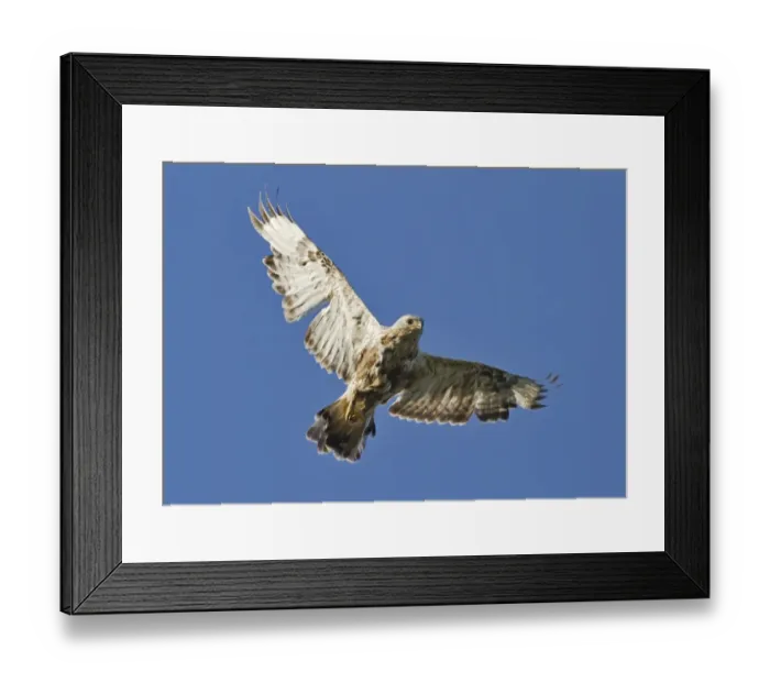 Framed Print : Rough-legged Buzzard (Buteo lagopus) adult female, in worn plumage and heavy moult, in flight, Finland, june Framed Print : Rough-legged Buzzard (Buteo lagopus) adult female, in worn plumage and heavy moult, in flight, Finland, june