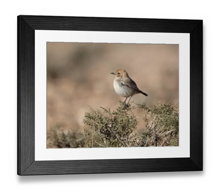 Framed Print : Red-rumped Wheatear (Oenanthe moesta) adult female, perched on bush, Boulmane Dades, Morocco, february Framed Print : Red-rumped Wheatear (Oenanthe moesta) adult female, perched on bush, Boulmane Dades, Morocco, february