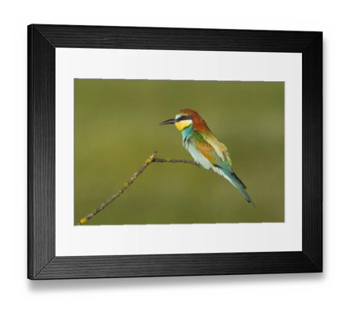 Framed Print : European Bee-eater (Merops apiaster) adult, perched on twig, Bulgaria, may Framed Print : European Bee-eater (Merops apiaster) adult, perched on twig, Bulgaria, may