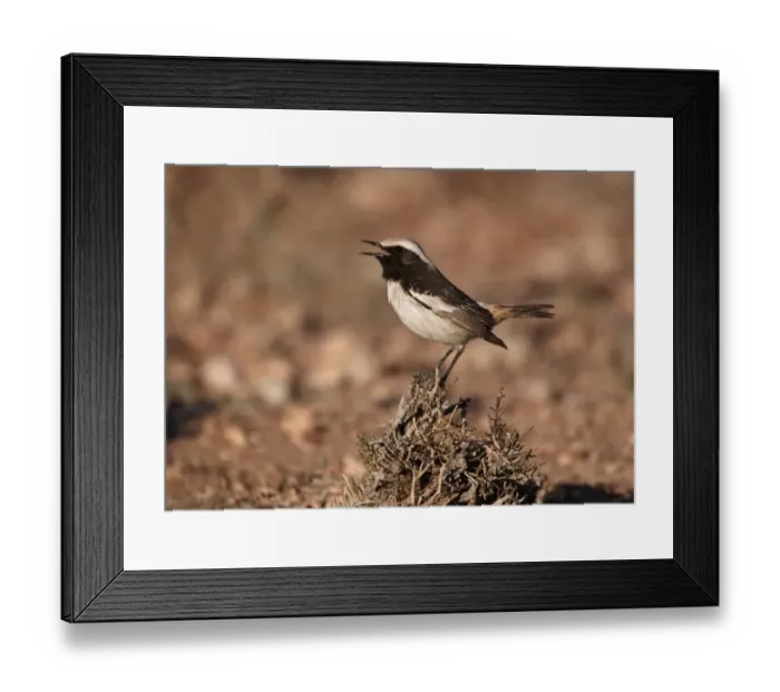 Framed Print : Red-rumped Wheatear (Oenanthe moesta) adult male, singing, perched on bush, Boulmane Dades, Morocco, february Framed Print : Red-rumped Wheatear (Oenanthe moesta) adult male, singing, perched on bush, Boulmane Dades, Morocco, february