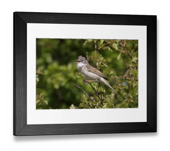 Framed Print : Common Whitethroat (Sylvia communis) adult male, singing, perched on twig, Devon, England, spring