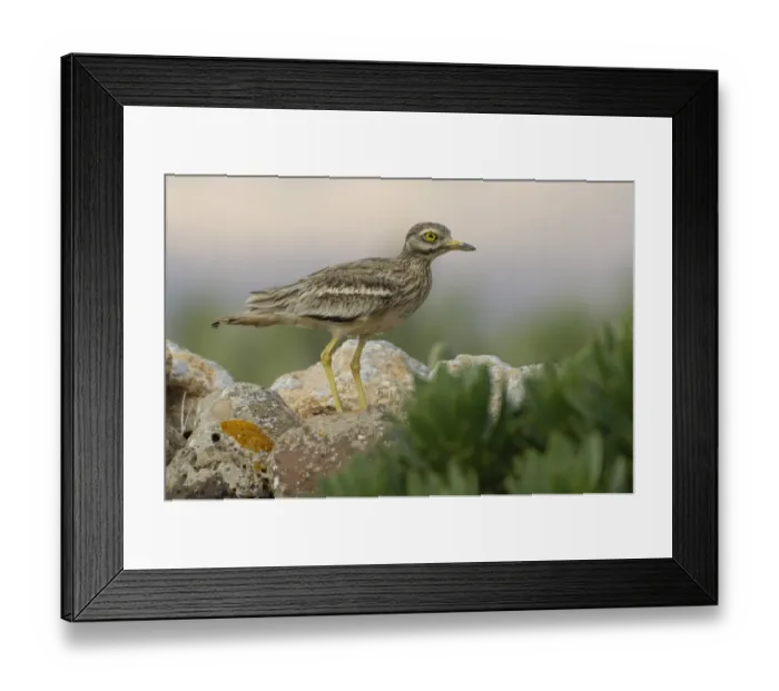Framed Print : Eurasian Stone-curlew (Burhinus oedicnemus insularum) adult, standing amongst rocks, Fuerteventura, Canary Islands, march Framed Print : Eurasian Stone-curlew (Burhinus oedicnemus insularum) adult, standing amongst rocks, Fuerteventura, Canary Islands, march