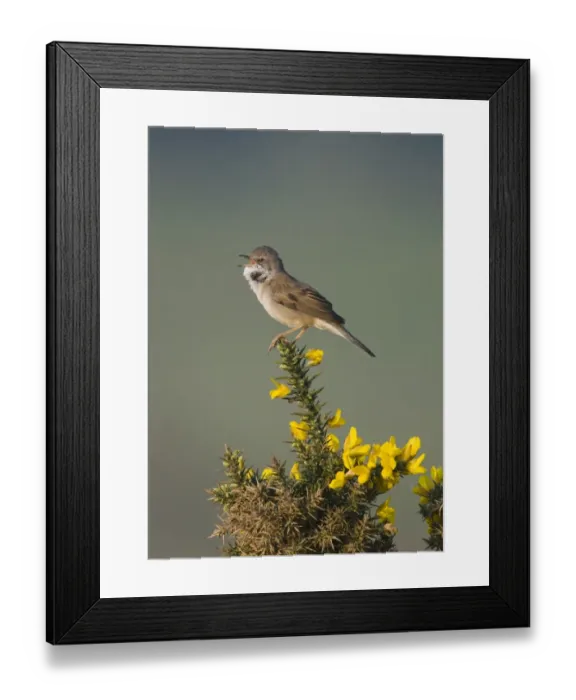 Framed Print : Common Whitethroat (Sylvia communis) adult male, singing, perched on flowering gorse, Minsmere RSPB Reserve, Suffolk, England, may Framed Print : Common Whitethroat (Sylvia communis) adult male, singing, perched on flowering gorse, Minsmere RSPB Reserve, Suffolk, England, may