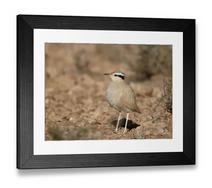Framed Print : Cream-coloured Courser (Cursorius cursor) adult, standing in desert, Boulmane Dades, Morocco, february Framed Print : Cream-coloured Courser (Cursorius cursor) adult, standing in desert, Boulmane Dades, Morocco, february