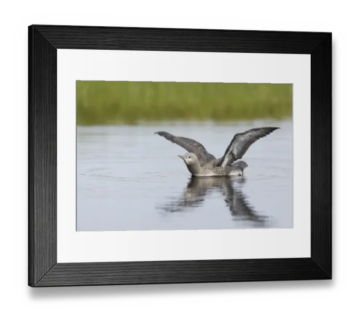 Framed Print : Red-throated Diver (Gavia stellata) mature chick, stretching wings on water, Finland