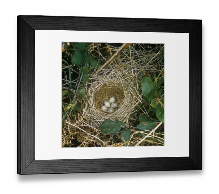 Framed Print : Common Whitethroat (Sylvia communis) Nest and eggs
