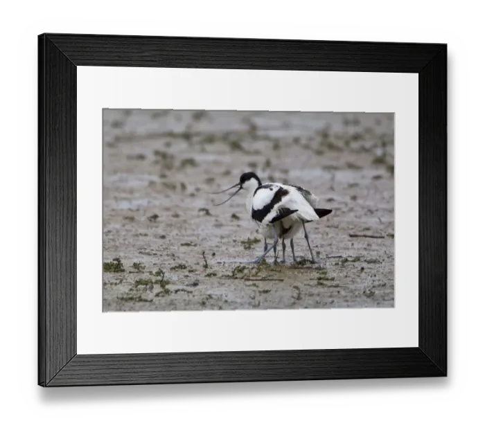 Framed Print : Eurasian Avocet (Recurvirostra avocetta) adult, calling, with two chicks sheltered underneath, Minsmere RSPB Reserve, Suffolk, England, june Framed Print : Eurasian Avocet (Recurvirostra avocetta) adult, calling, with two chicks sheltered underneath, Minsmere RSPB Reserve, Suffolk, England, june