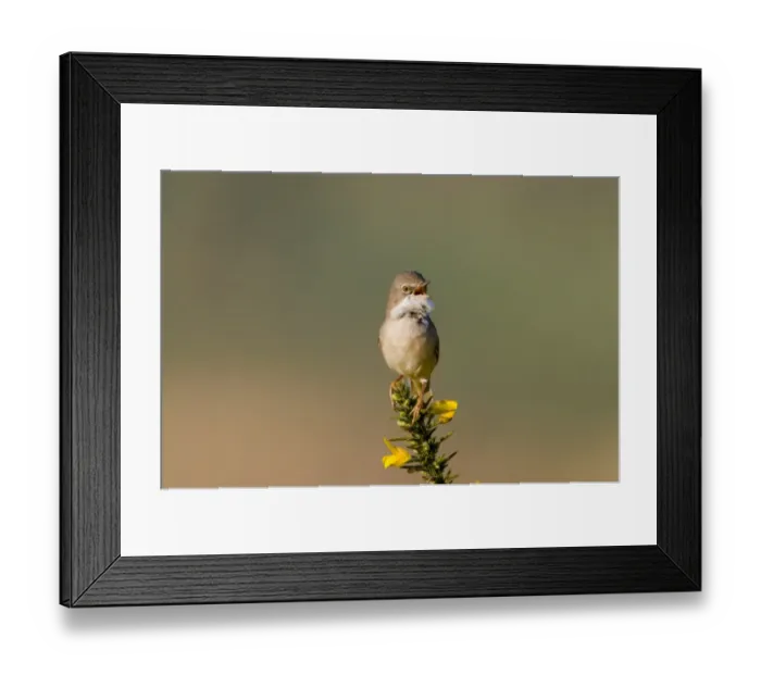 Framed Print : Common Whitethroat (Sylvia communis) adult male, singing, perched on flowering gorse, Minsmere RSPB Reserve, Suffolk, England, may