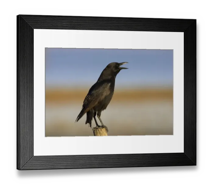 Framed Print : American Crow (Corvus brachyrhynchos) adult, calling, perched on post, Lake Kissimmee, Florida, U. S. A Framed Print : American Crow (Corvus brachyrhynchos) adult, calling, perched on post, Lake Kissimmee, Florida, U. S. A