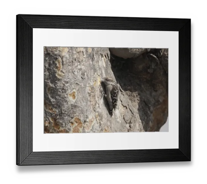 Framed Print : Brown-capped Woodpecker (Dendrocopos nanus) adult female, foraging on tree trunk, Corbett N. P. Uttarakhand, India, february Framed Print : Brown-capped Woodpecker (Dendrocopos nanus) adult female, foraging on tree trunk, Corbett N. P. Uttarakhand, India, february