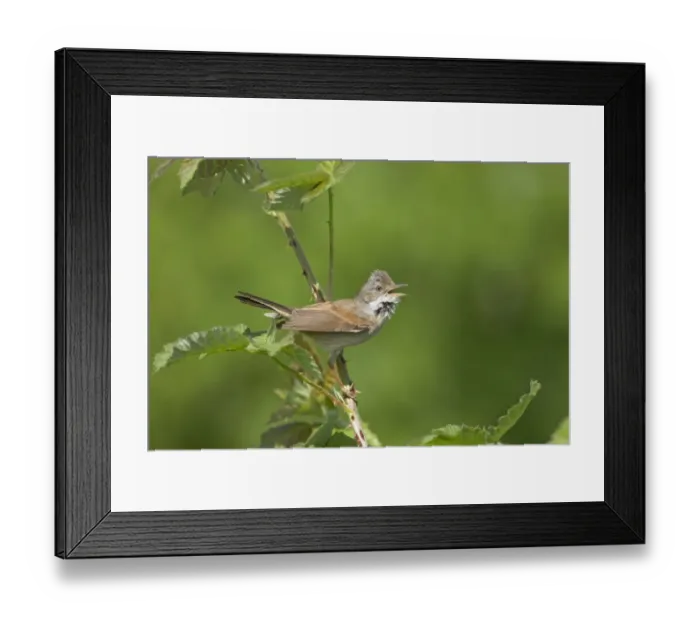 Framed Print : Common Whitethroat (Sylvia communis) adult male, singing, perched on stem with thorns, Essex, England, april Framed Print : Common Whitethroat (Sylvia communis) adult male, singing, perched on stem with thorns, Essex, England, april