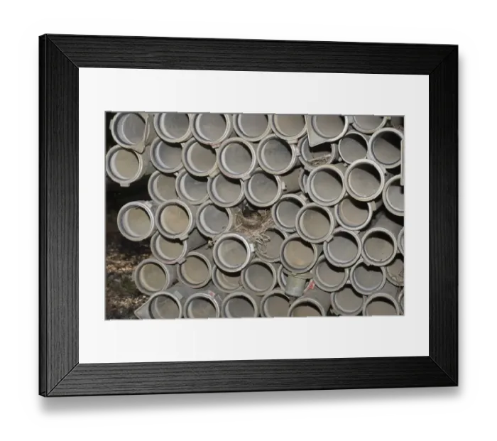 Framed Print : European Blackbird (Turdus merula) adult female, sitting on nest, nesting in pile of irrigation pipes, Norfolk, England, june