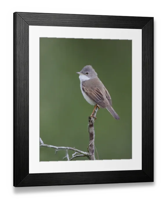 Framed Print : Common Whitethroat (Sylvia communis) adult male, perched on twig, Leicestershire, England, may