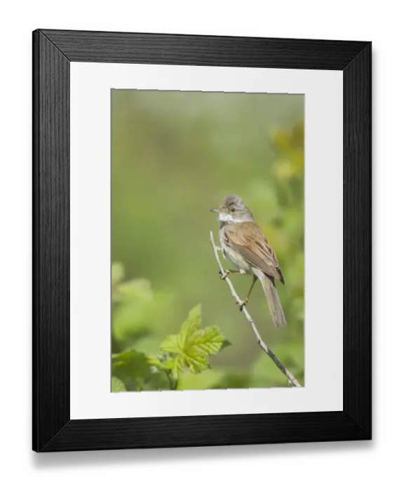 Framed Print : Common Whitethroat (Sylvia communis) adult male, perched on twig, Essex, England, april Framed Print : Common Whitethroat (Sylvia communis) adult male, perched on twig, Essex, England, april