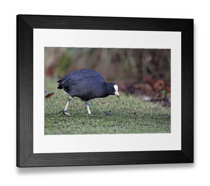 Framed Print : Common Coot (Fulica atra) adult, feeding on grass, West Midlands, England, february Framed Print : Common Coot (Fulica atra) adult, feeding on grass, West Midlands, England, february