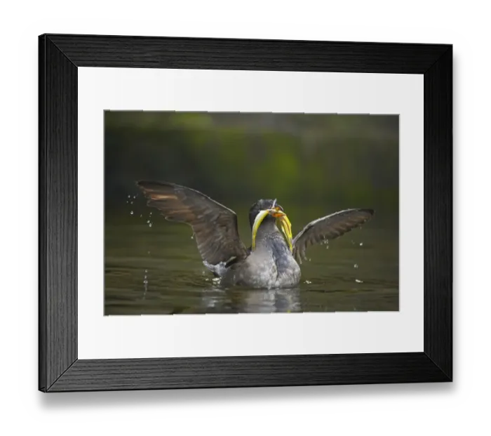 Framed Print : Rhinoceros Auklet (Cerorhinca monocerata) adult, breeding plumage, with fish in beak, spreading wings on water, Oregon, U. S. A Framed Print : Rhinoceros Auklet (Cerorhinca monocerata) adult, breeding plumage, with fish in beak, spreading wings on water, Oregon, U. S. A