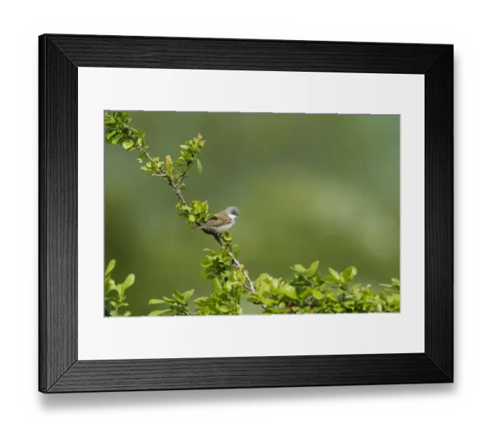 Framed Print : Common Whitethroat (Sylvia communis) adult male, perched on twig, Essex, England, april
