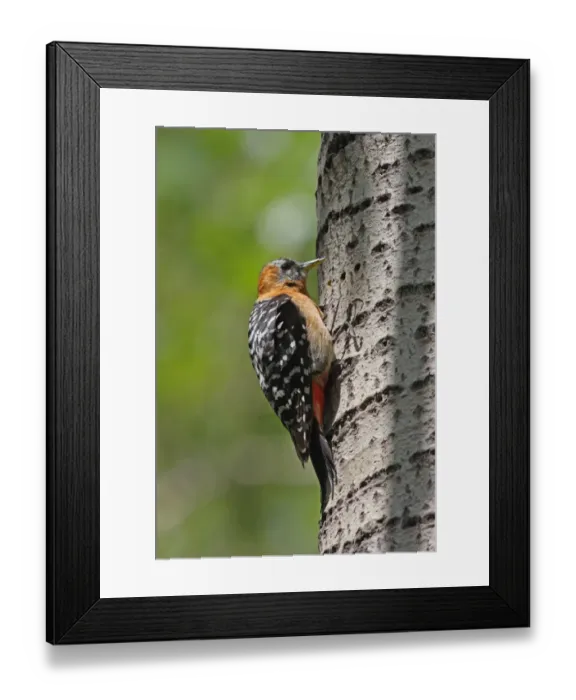 Framed Print : Rufous-bellied Woodpecker (Dendrocopos hyperythrus subrufinus) adult female, feeding at sap well on tree trunk, Beidaihe, Hebei, China, may Framed Print : Rufous-bellied Woodpecker (Dendrocopos hyperythrus subrufinus) adult female, feeding at sap well on tree trunk, Beidaihe, Hebei, China, may