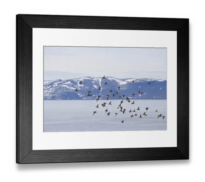 Framed Print : Little Auk (Alle alle) adults, summer plumage, flock in flight over fjord habitat, Spitzbergen, Svalbard, july Framed Print : Little Auk (Alle alle) adults, summer plumage, flock in flight over fjord habitat, Spitzbergen, Svalbard, july