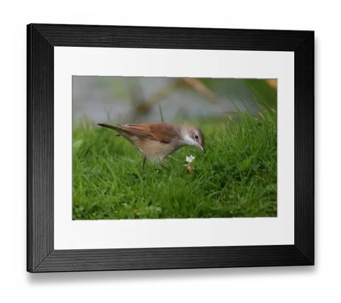 Framed Print : Common Whitethroat (Sylvia communis) immature, foraging on grassy bank near pond, Norfolk, England, august Framed Print : Common Whitethroat (Sylvia communis) immature, foraging on grassy bank near pond, Norfolk, England, august
