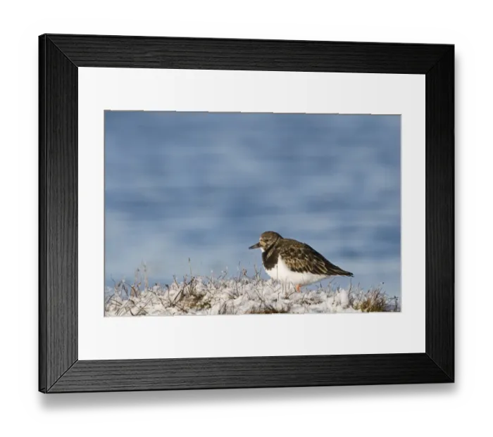 Framed Print : Ruddy Turnstone (Arenaria interpres) adult, winter plumage, standing in snow, Salthouse, Norfolk, England, january Framed Print : Ruddy Turnstone (Arenaria interpres) adult, winter plumage, standing in snow, Salthouse, Norfolk, England, january