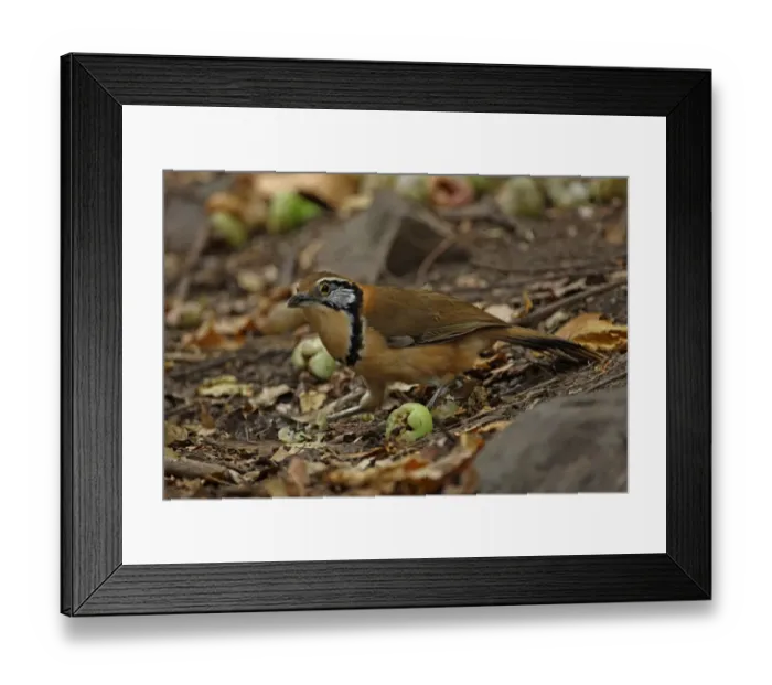 Framed Print : Greater Necklaced Laughingthrush (Garrulax pectoralis subfusus) adult, feeding on fruit on forest floor, Kaeng Krachan N. P. Thailand, january Framed Print : Greater Necklaced Laughingthrush (Garrulax pectoralis subfusus) adult, feeding on fruit on forest floor, Kaeng Krachan N. P. Thailand, january