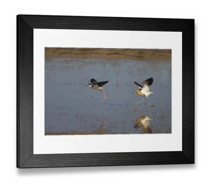 Framed Print : American Avocet (Recurvirostra americana) adult, breeding plumage, chasing Black-necked Stilt (Himantopus mexicanus), Klamath National Wildlife Refuge, Oregon, U. S. A Framed Print : American Avocet (Recurvirostra americana) adult, breeding plumage, chasing Black-necked Stilt (Himantopus mexicanus), Klamath National Wildlife Refuge, Oregon, U. S. A