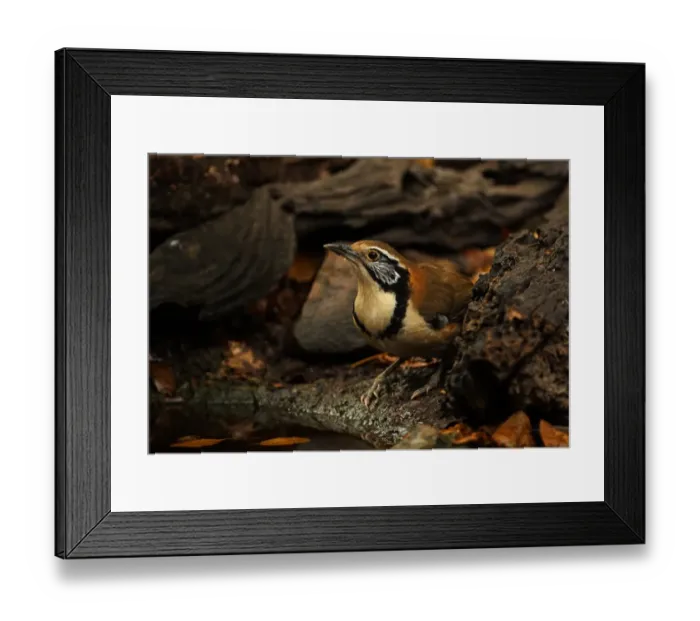 Framed Print : Greater Necklaced Laughingthrush (Garrulax pectoralis subfusus) adult, drinking at pool in forest, Kaeng Krachan N. P. Thailand, february Framed Print : Greater Necklaced Laughingthrush (Garrulax pectoralis subfusus) adult, drinking at pool in forest, Kaeng Krachan N. P. Thailand, february