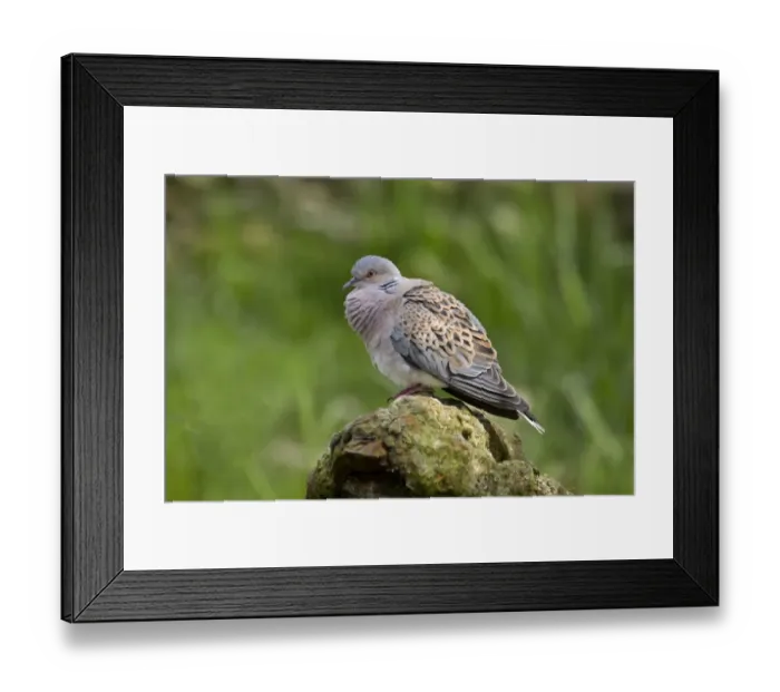 Framed Print : Eurasian Turtle-dove (Streptopelia turtur) adult male, calling, standing on rock, England, april