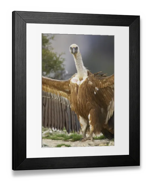 Framed Print : Eurasian Griffon Vulture (Gyps fulvus) adult, with wings spread, standing on ground, Segovia, Castile and Leon, Spain Framed Print : Eurasian Griffon Vulture (Gyps fulvus) adult, with wings spread, standing on ground, Segovia, Castile and Leon, Spain