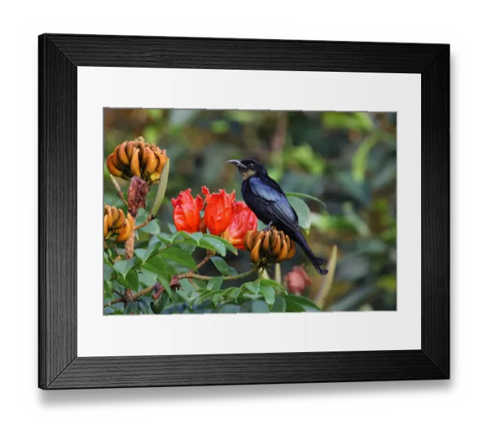 Framed Print : Hair-crested Drongo (Dicrurus hottentottus hottentottus) adult, with throat dusted with pollen, perched in flowering tree, Kaeng Krachan N. P. Thailand, november Framed Print : Hair-crested Drongo (Dicrurus hottentottus hottentottus) adult, with throat dusted with pollen, perched in flowering tree, Kaeng Krachan N. P. Thailand, november
