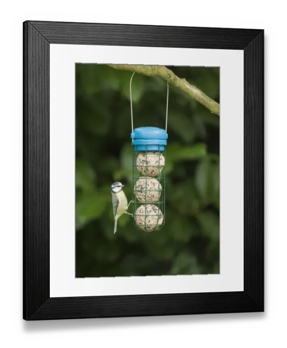 Framed Print : Blue Tit (Parus caeruleus) adult, feeding at fat ball feeder in garden, Norfolk, England, september