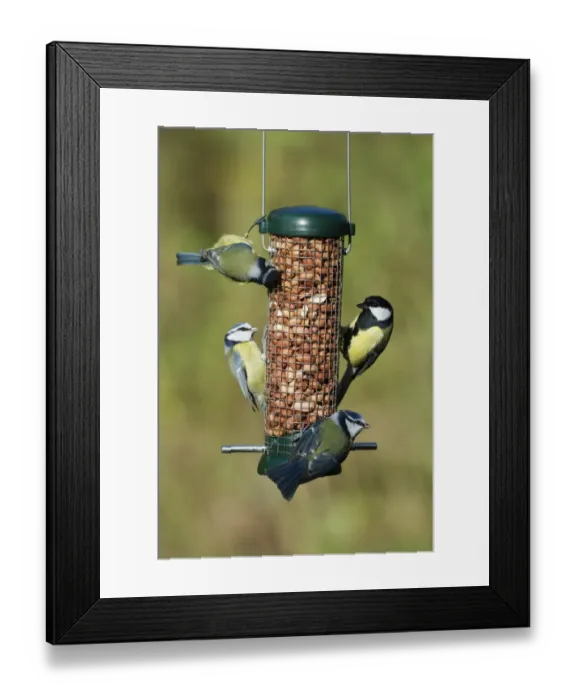 Framed Print : Blue Tit (Parus caeruleus) and Great Tit (Parus major) adults, feeding on hanging peanut feeder in garden, Norfolk, England, november Framed Print : Blue Tit (Parus caeruleus) and Great Tit (Parus major) adults, feeding on hanging peanut feeder in garden, Norfolk, England, november