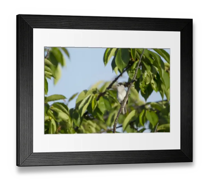 Framed Print : Blackcap (Sylvia atricapilla) adult male, singing, perched on twig, Two Tree Island Nature Reserve, Essex, England, may Framed Print : Blackcap (Sylvia atricapilla) adult male, singing, perched on twig, Two Tree Island Nature Reserve, Essex, England, may