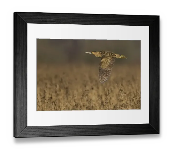 Framed Print : Great Bittern (Botaurus stellaris) adult, in flight over reedbed, Strumpshaw Fen RSPB Reserve, River Yare, The Broads, Norfolk, England, march Framed Print : Great Bittern (Botaurus stellaris) adult, in flight over reedbed, Strumpshaw Fen RSPB Reserve, River Yare, The Broads, Norfolk, England, march