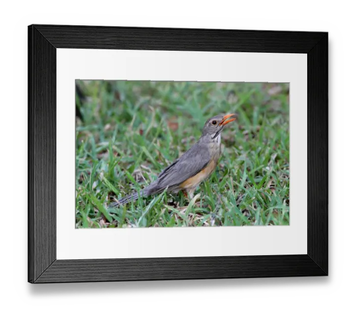 Framed Print : Kurrichane Thrush (Turdus libonyana) adult, with beak open, standing on grass, Chobe N. P. Botswana Framed Print : Kurrichane Thrush (Turdus libonyana) adult, with beak open, standing on grass, Chobe N. P. Botswana
