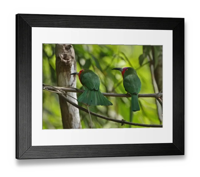 Framed Print : Red-bearded Bee-eater (Nyctyornis amictus) adult pair, perched on branch, Kaeng Krachan N. P. Thailand, february