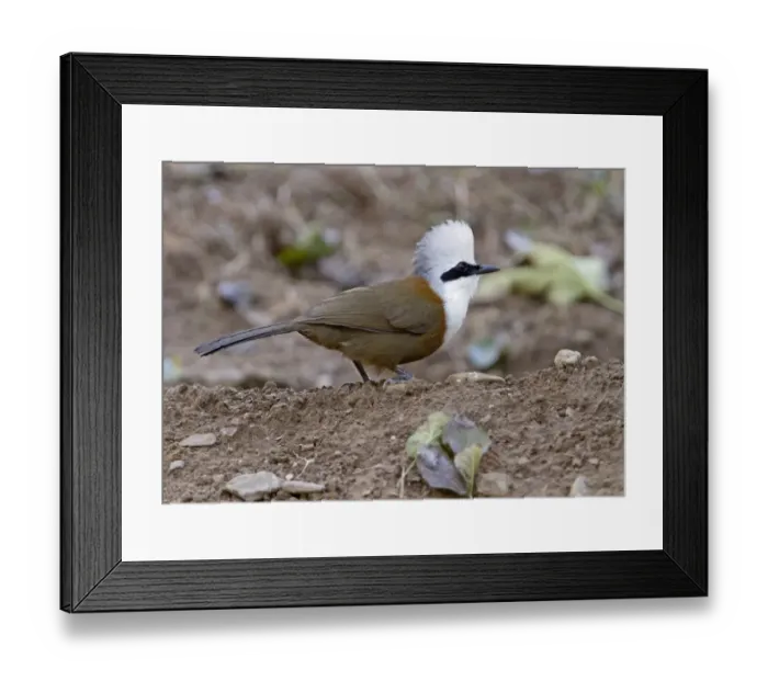 Framed Print : White-crested Laughingthrush (Garrulax leucolophus) adult, standing on ground, Uttaranchal, India, january